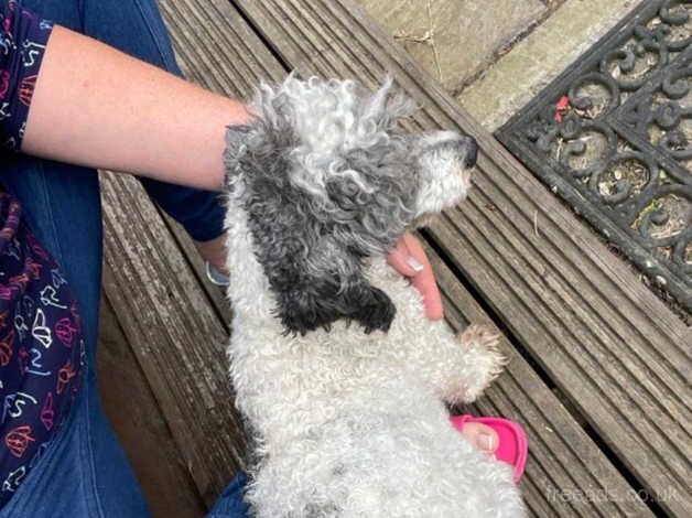 Poodle puppies for sale in Warrington, Cheshire – 4 years old - Image 2 of 4