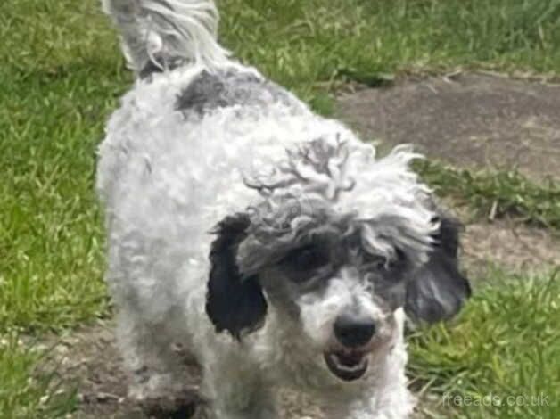 Poodle puppies for sale in Warrington, Cheshire – 4 years old - Image 3 of 4