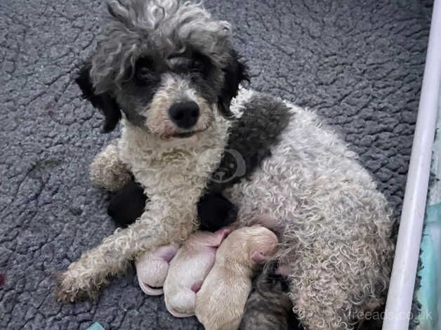 Poodle puppies for sale in Warrington, Cheshire – 4 years old - Image 4 of 4