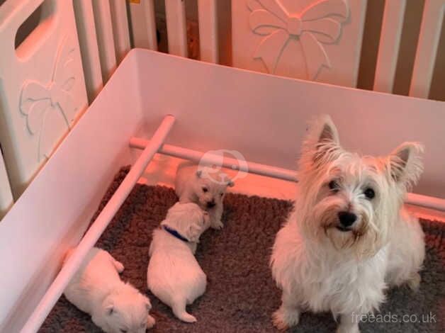 Poodle puppies for sale in Warrington, Cheshire – 5 years old - Image 2 of 3