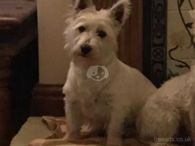 Poodle puppies for sale in Warrington, Cheshire – 5 years old - Image 3 of 3