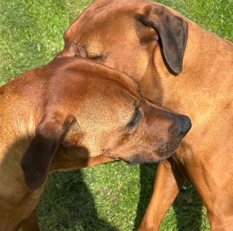 Rhodesian Ridgeback Puppies - Image 2 of 3