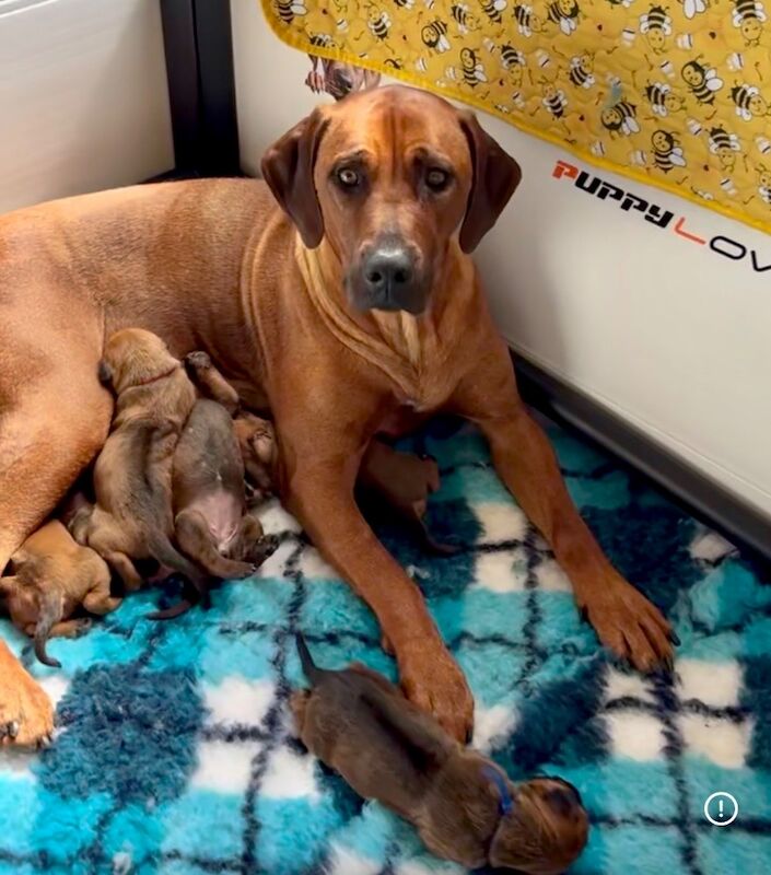Rhodesian Ridgeback Puppies - Image 3 of 3