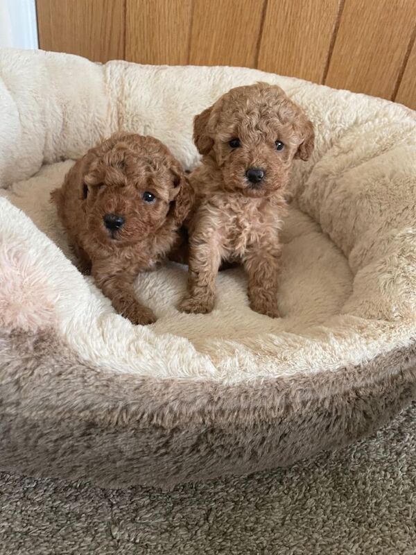 Kennel Club Registered Poodle Puppies For Sale