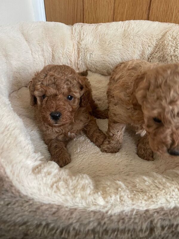 Royal kennel club registered toy poodle puppies - Image 2 of 6