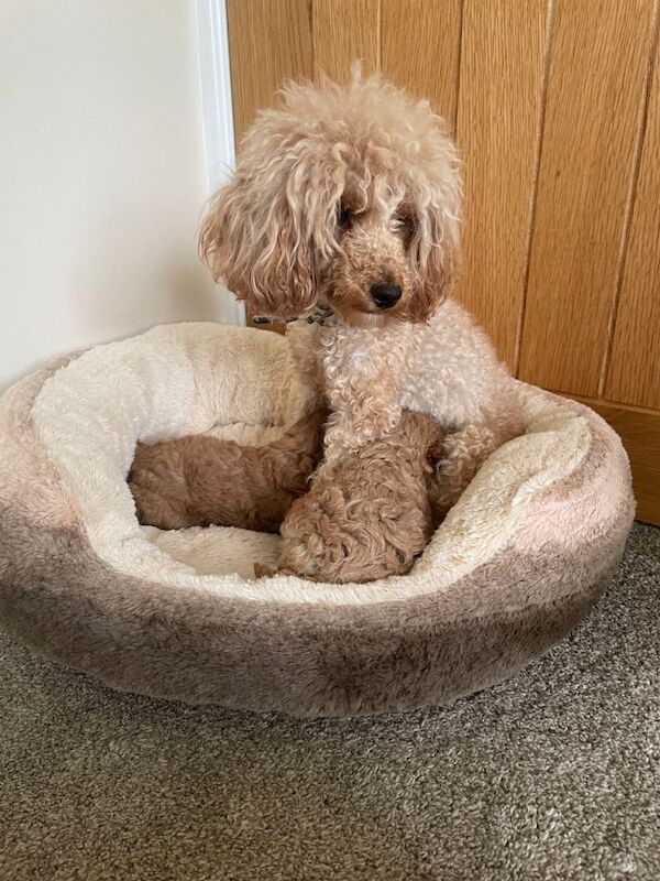 Royal kennel club registered toy poodle puppies - Image 3 of 6