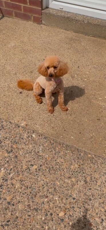 Royal kennel club registered toy poodle puppies - Image 4 of 6