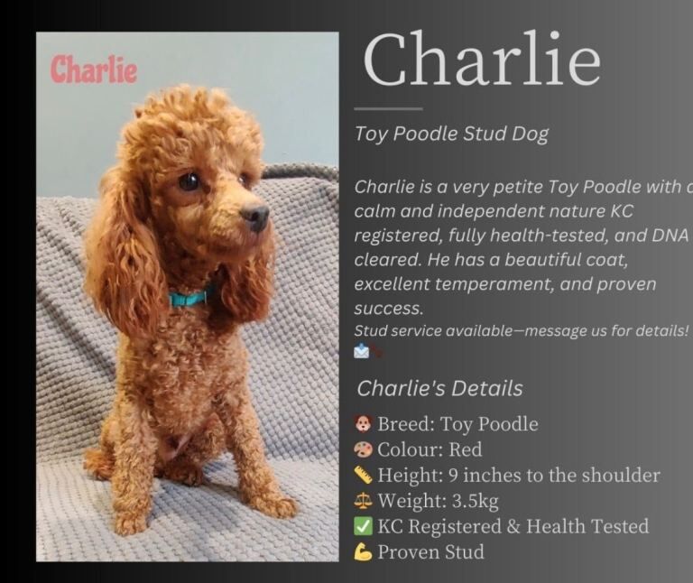 Royal kennel club registered toy poodle puppies - Image 5 of 6