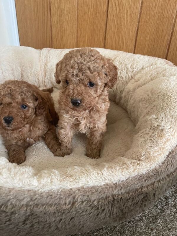 Royal kennel club registered toy poodle puppies - Image 6 of 6