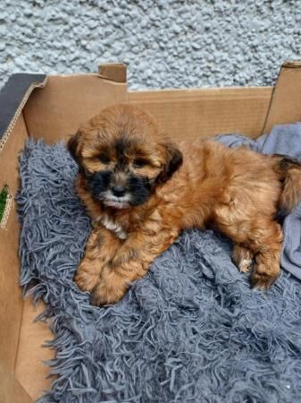 Poodle puppies for sale in Mountain Ash/Aberpennar, Rhondda Cynon Taf – 1 year old - Image 1 of 5