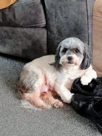 Poodle puppies for sale in Mountain Ash/Aberpennar, Rhondda Cynon Taf – 1 year old - Image 2 of 5