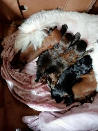 Poodle puppies for sale in Mountain Ash/Aberpennar, Rhondda Cynon Taf – 1 year old - Image 3 of 5