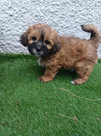 Poodle puppies for sale in Mountain Ash/Aberpennar, Rhondda Cynon Taf – 1 year old - Image 5 of 5