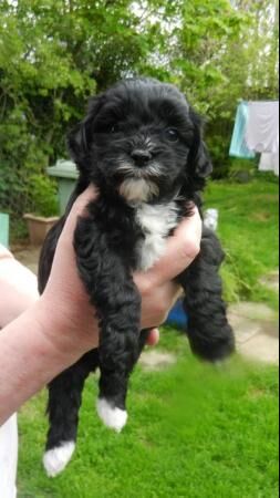 shih-poo pups boys and girls for sale in Wigan, Greater Manchester