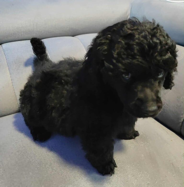 Poodle puppies for sale in Halifax, West Yorkshire – 6 weeks old