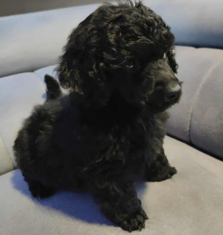 Poodle puppies for sale in Halifax, West Yorkshire – 6 weeks old - Image 2 of 3