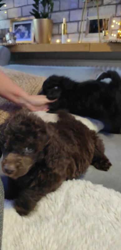 Poodle puppies for sale in Halifax, West Yorkshire – 6 weeks old - Image 3 of 3