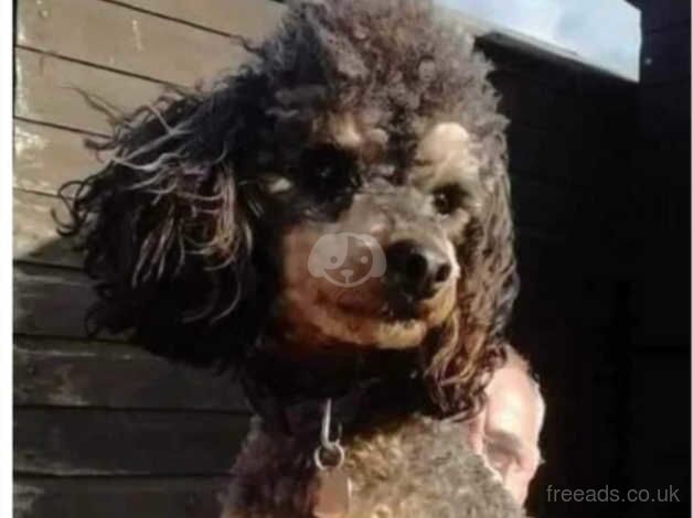 Poodle puppies for sale in Highland Boath, Nairn – 1 year old - Image 2 of 5