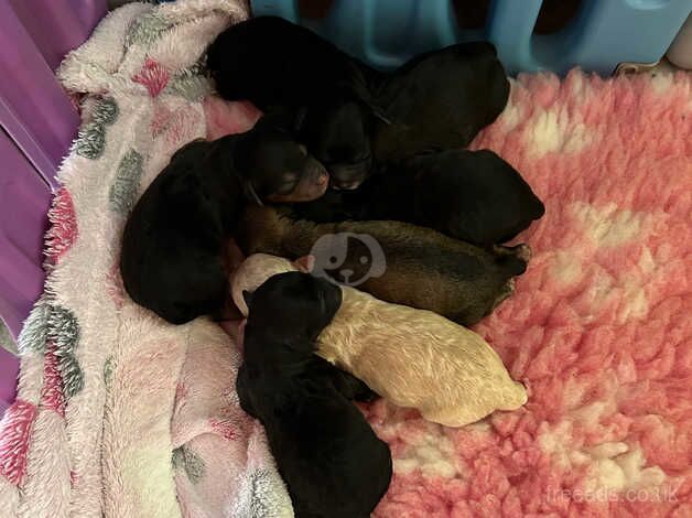 Poodle puppies for sale in Highland Boath, Nairn – 1 year old - Image 4 of 5