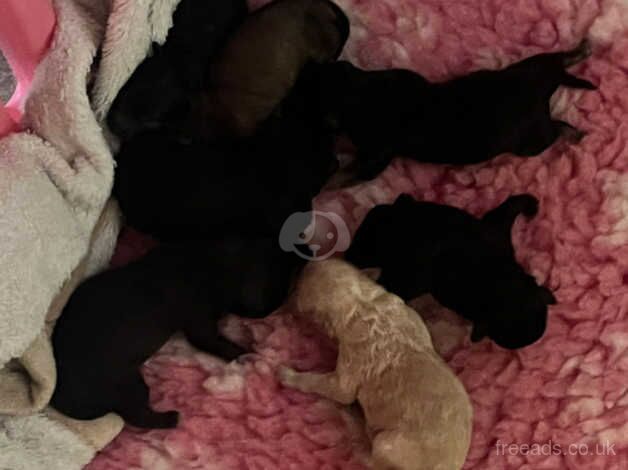 Poodle puppies for sale in Highland Boath, Nairn – 1 year old - Image 5 of 5