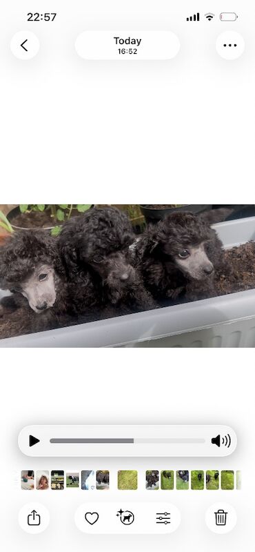 Silver toy poodle puppies