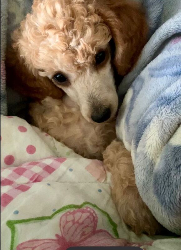 Poodle Puppies For Sale