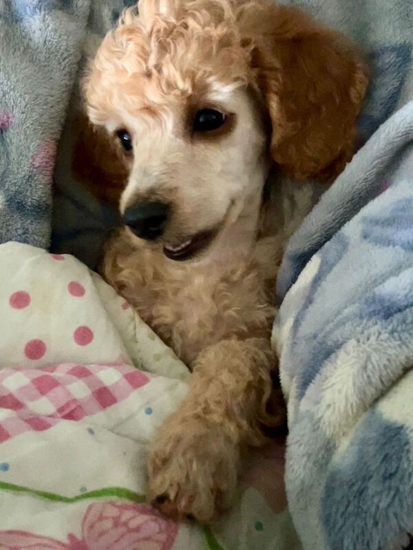 Small sized miniature poodle female puppy - Image 2 of 3