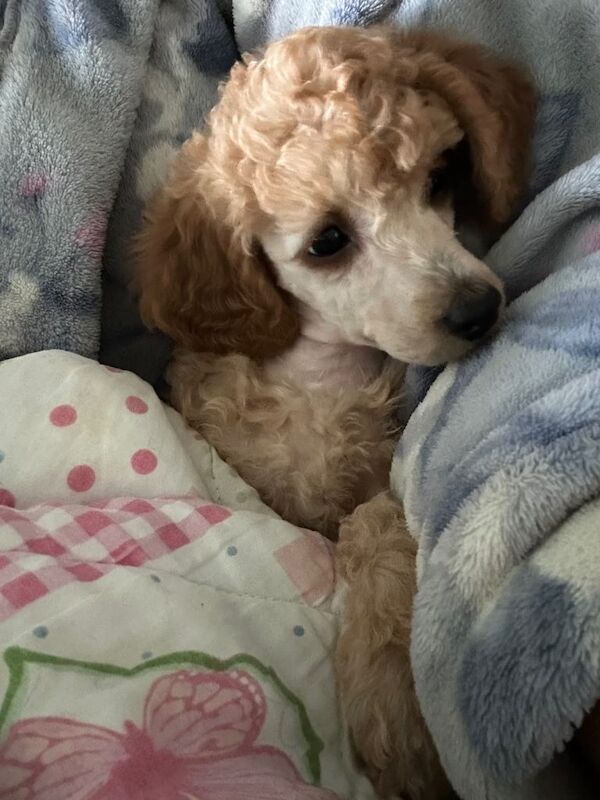 Small sized miniature poodle female puppy - Image 3 of 3