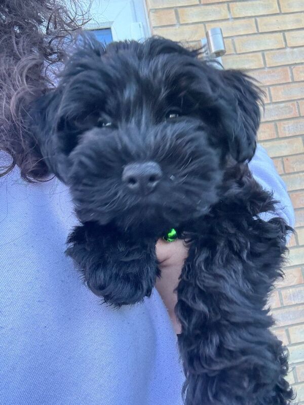 Poodle Puppies For Sale