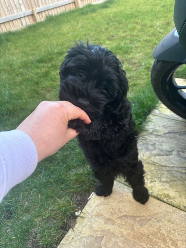 Snoodle pup - Image 2 of 4