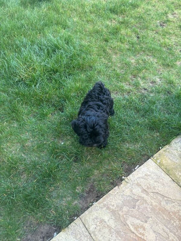 Snoodle pup - Image 3 of 4