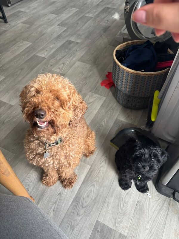 Snoodle pup - Image 4 of 4