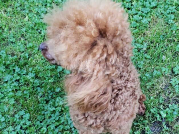 Poodle puppies for sale in Manchester, Greater Manchester – KC registered, 2 years old - Image 2 of 4