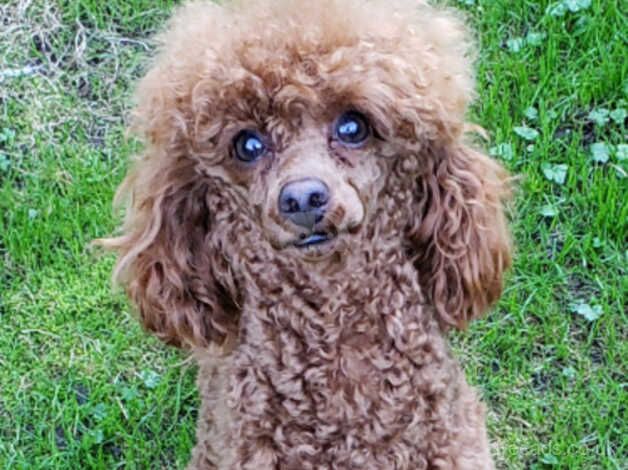 Poodle puppies for sale in Manchester, Greater Manchester – KC registered, 2 years old - Image 4 of 4
