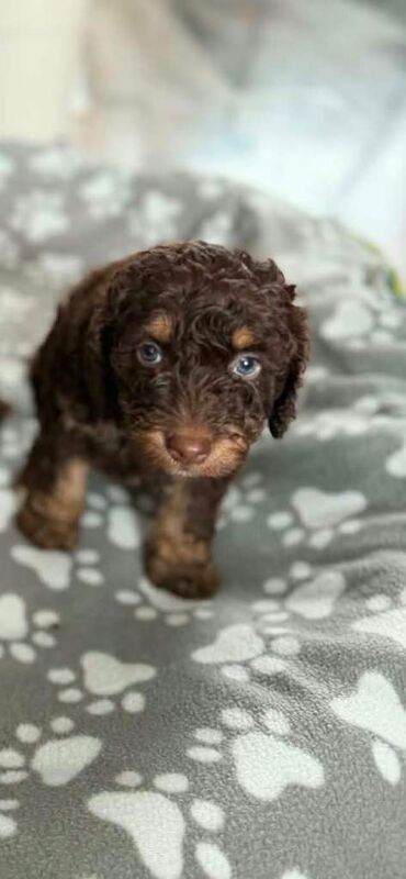 Sproodle puppies