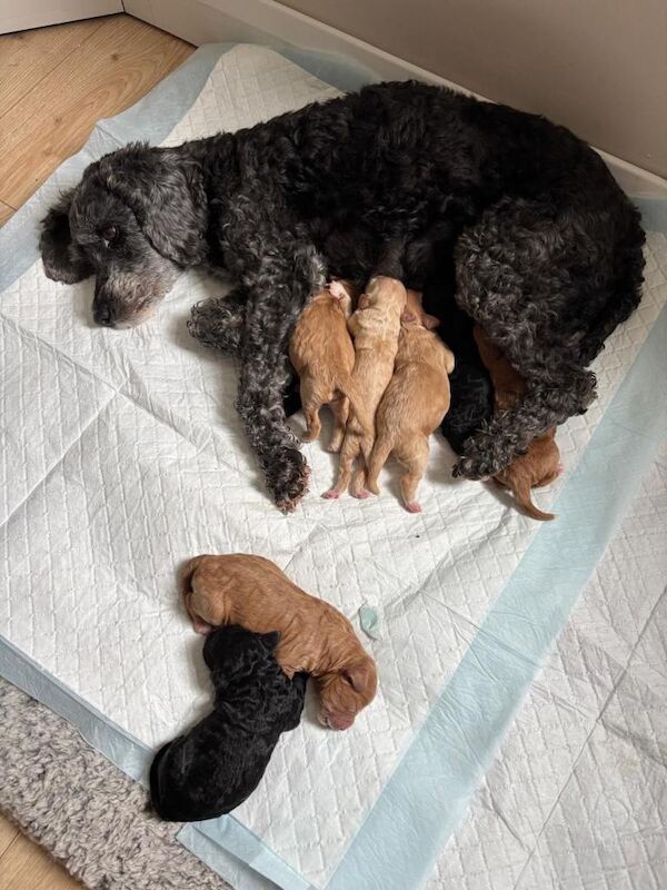 Poodle Puppies For Sale