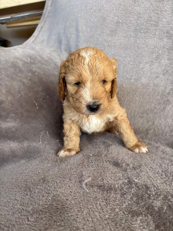 Sproodle puppies for sale - Image 2 of 4