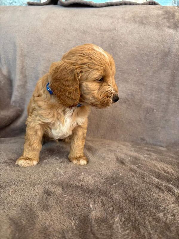 Sproodle puppies for sale - Image 3 of 4