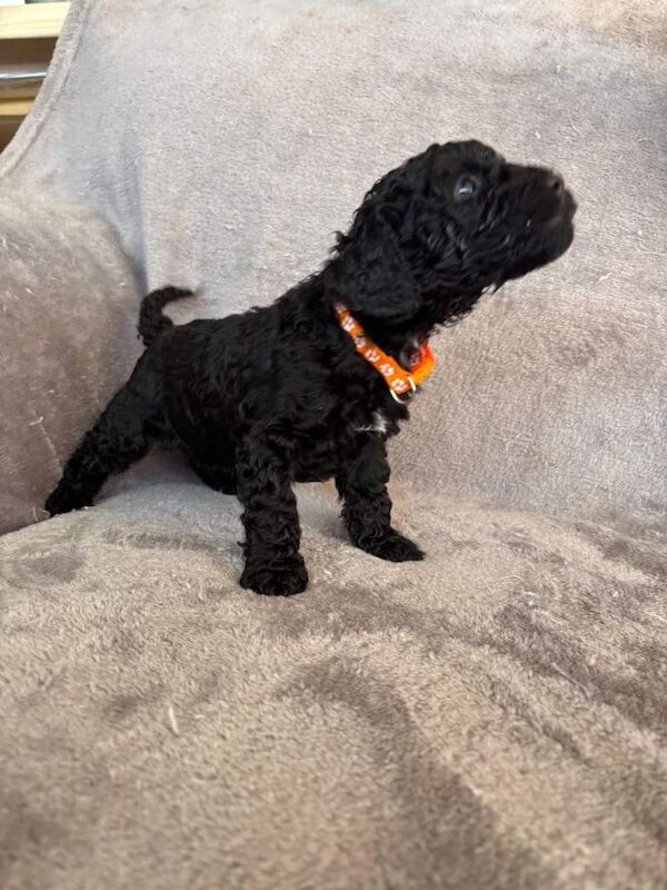 Sproodle puppies for sale - Image 4 of 4