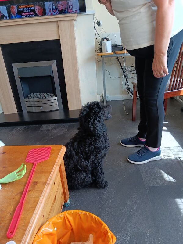 Poodle puppies for sale in Lower Midway, Derbyshire – KC registered, 3 months old