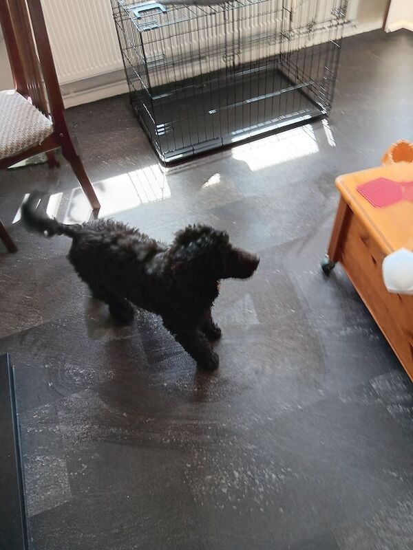 Poodle puppies for sale in Lower Midway, Derbyshire – KC registered, 3 months old - Image 2 of 3