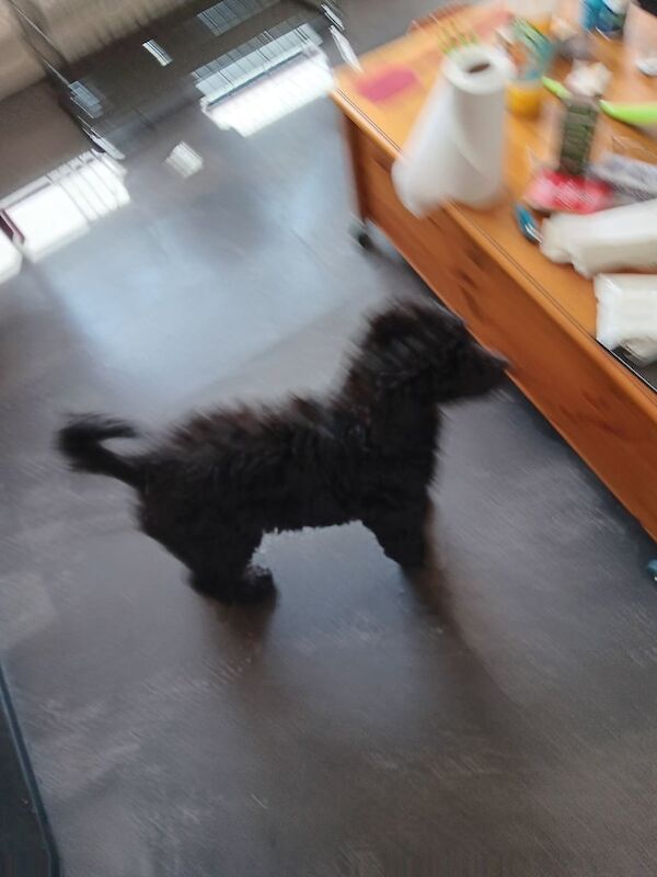 Poodle puppies for sale in Lower Midway, Derbyshire – KC registered, 3 months old - Image 3 of 3