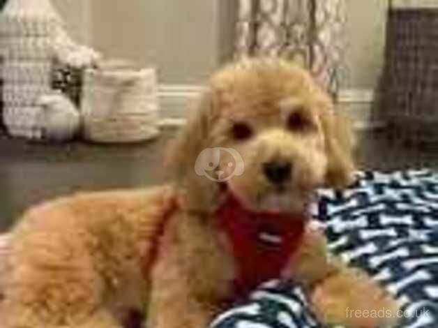 Poodle puppies for sale in Lichfield, Staffordshire – 1 year old - Image 2 of 5
