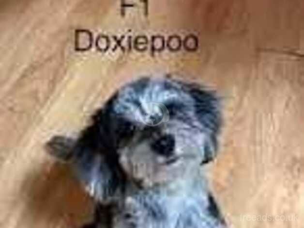 Poodle puppies for sale in Lichfield, Staffordshire – 1 year old - Image 3 of 5