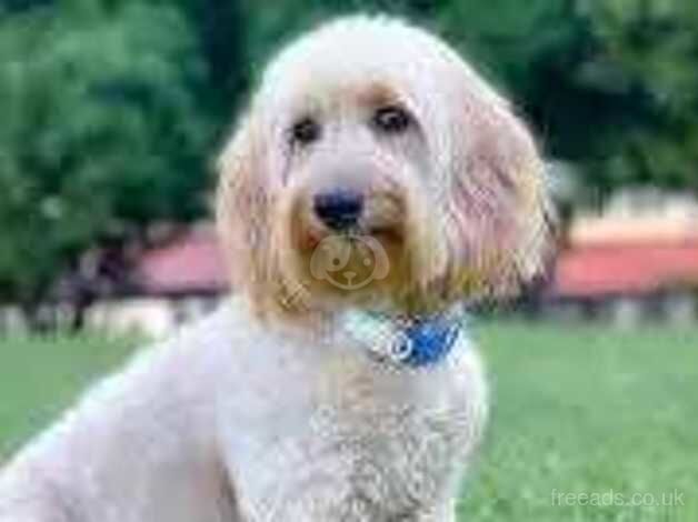 Poodle puppies for sale in Lichfield, Staffordshire – 1 year old - Image 4 of 5