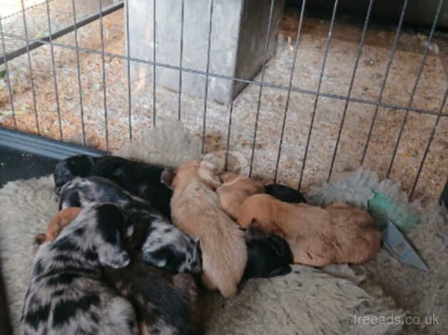 Poodle puppies for sale in Lichfield, Staffordshire – 1 year old - Image 5 of 5