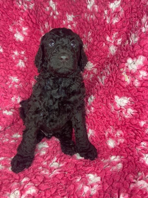 Standard poodle for sale in Bargod / Bargoed, Gwent