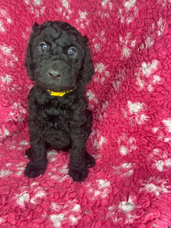 Standard poodle for sale in Bargod / Bargoed, Gwent | Image 2