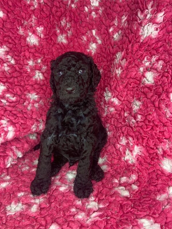 Standard poodle for sale in Bargod / Bargoed, Gwent | Image 3