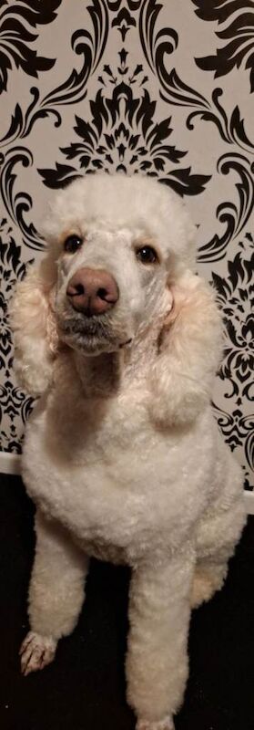 Poodle puppies for sale in Lisburn, County Lisburn – 2 years old